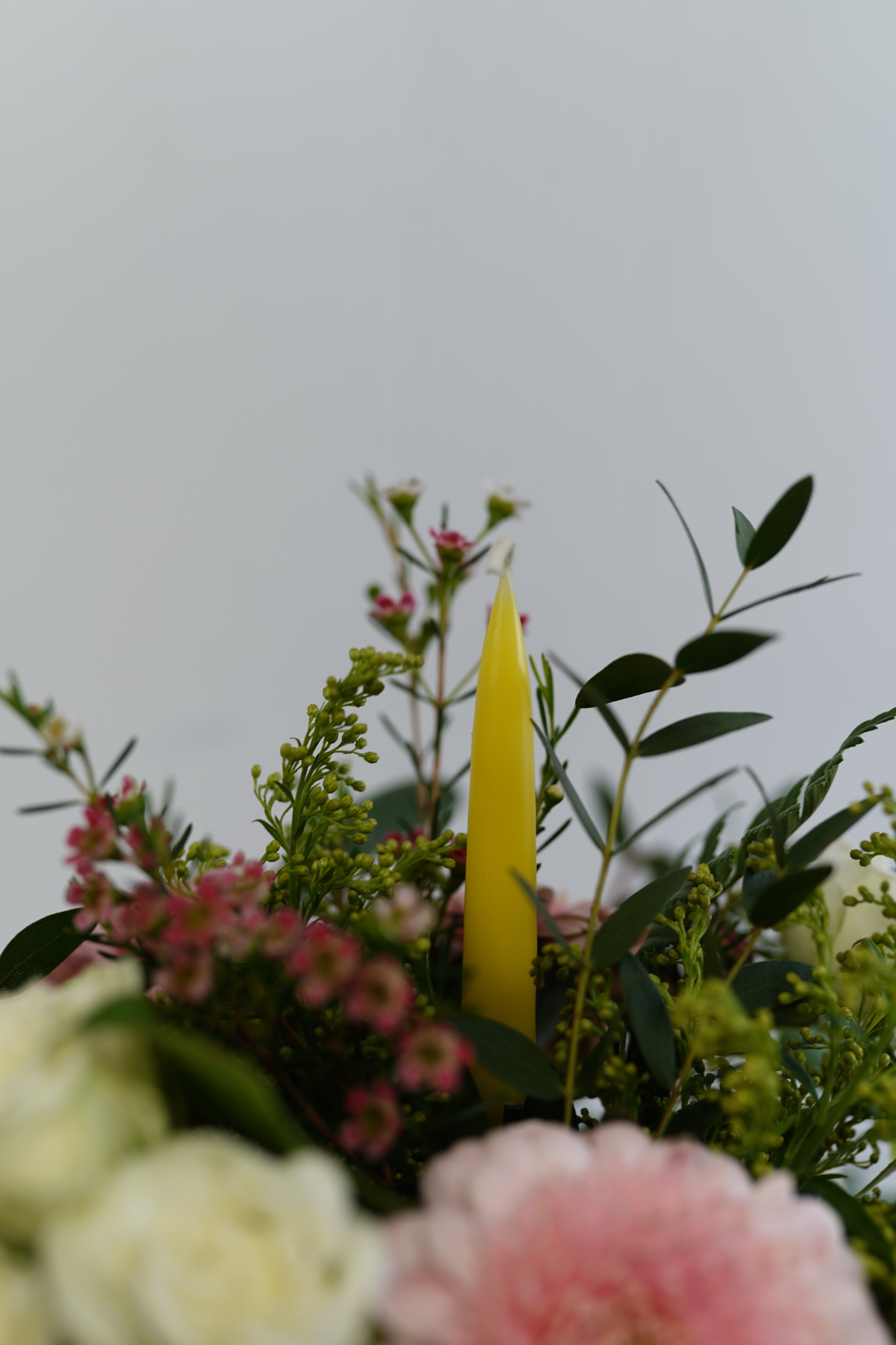 A wish in Bloom