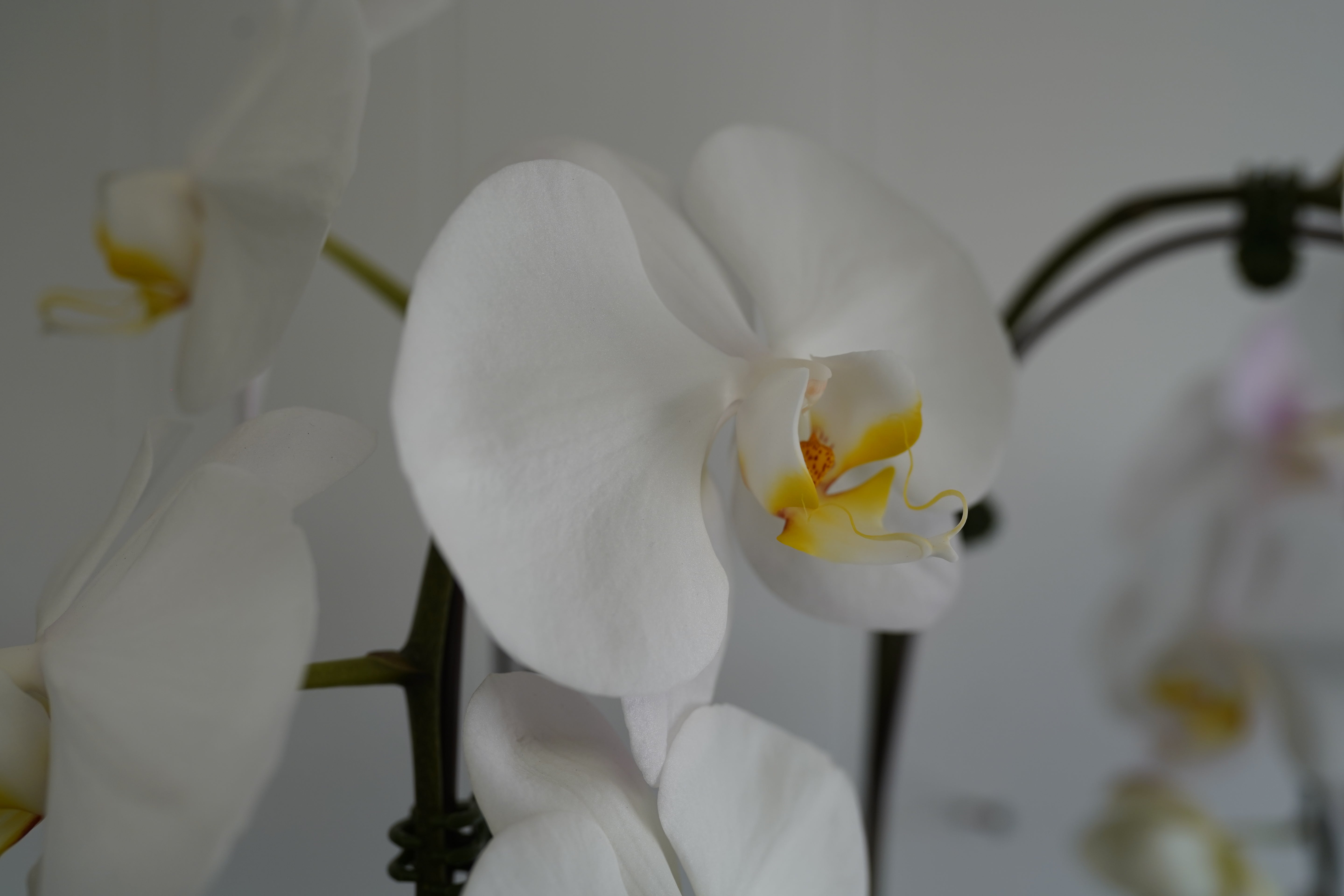 White Orchid Plant