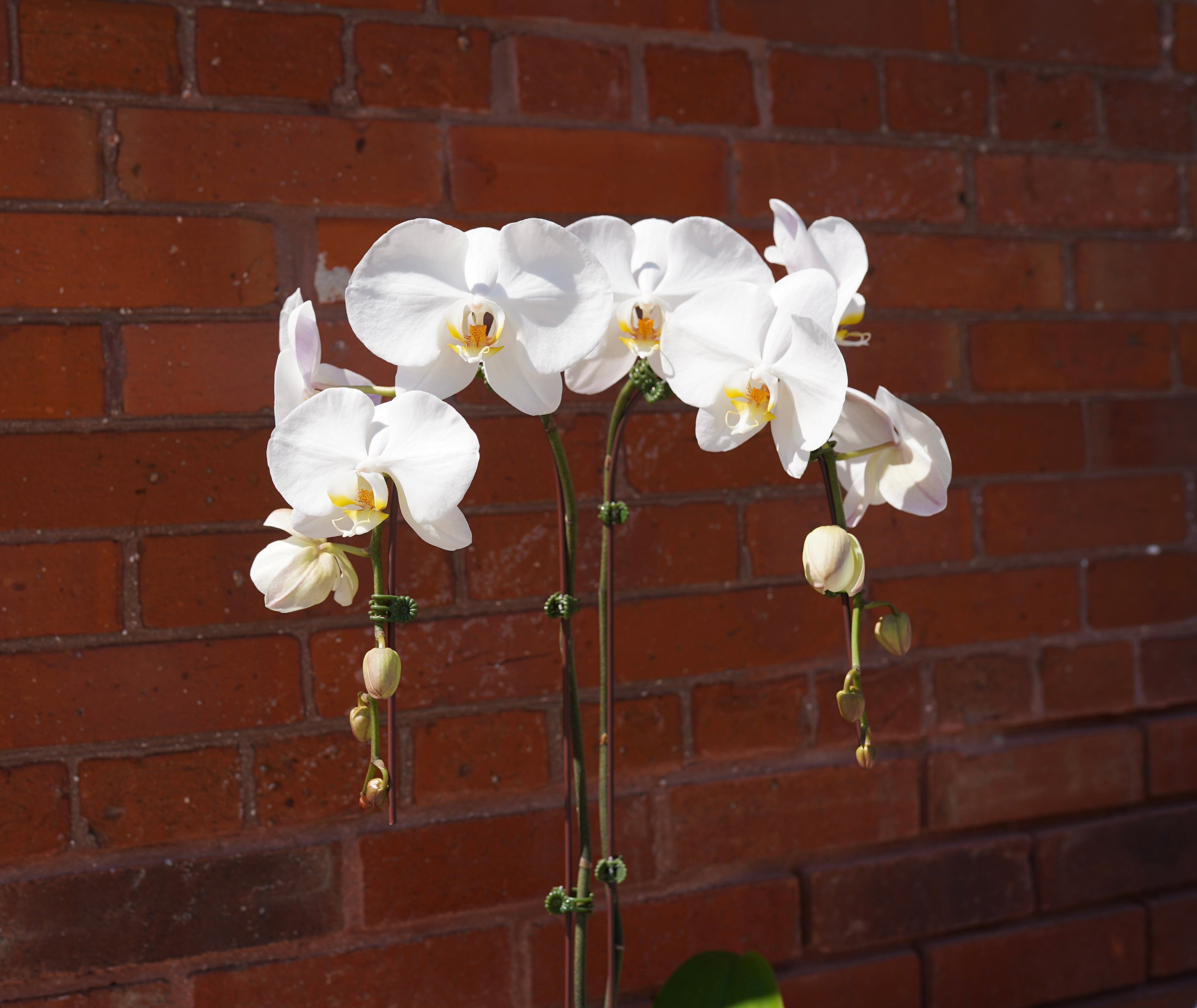 White Orchid Plant