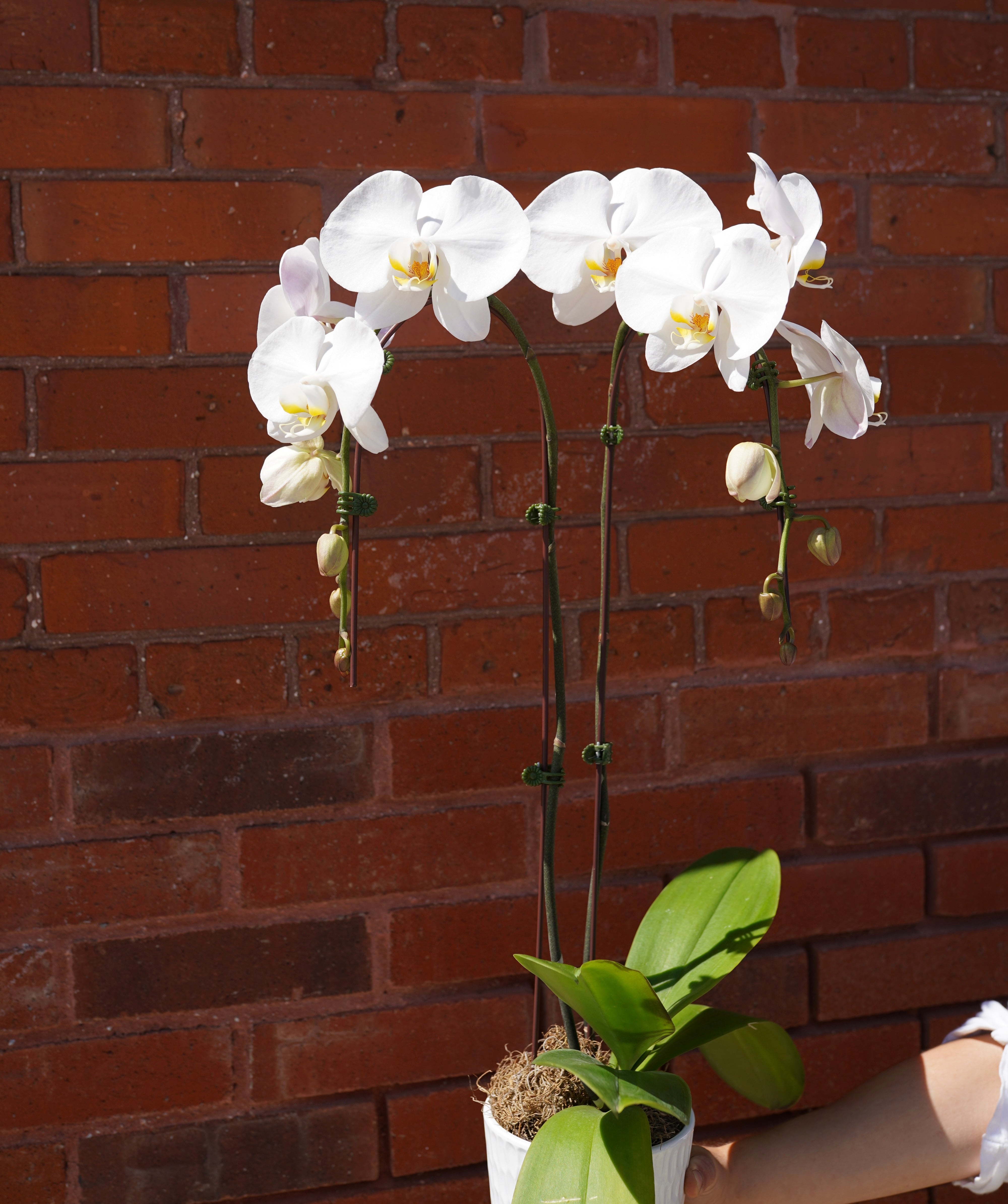 White Orchid Plant