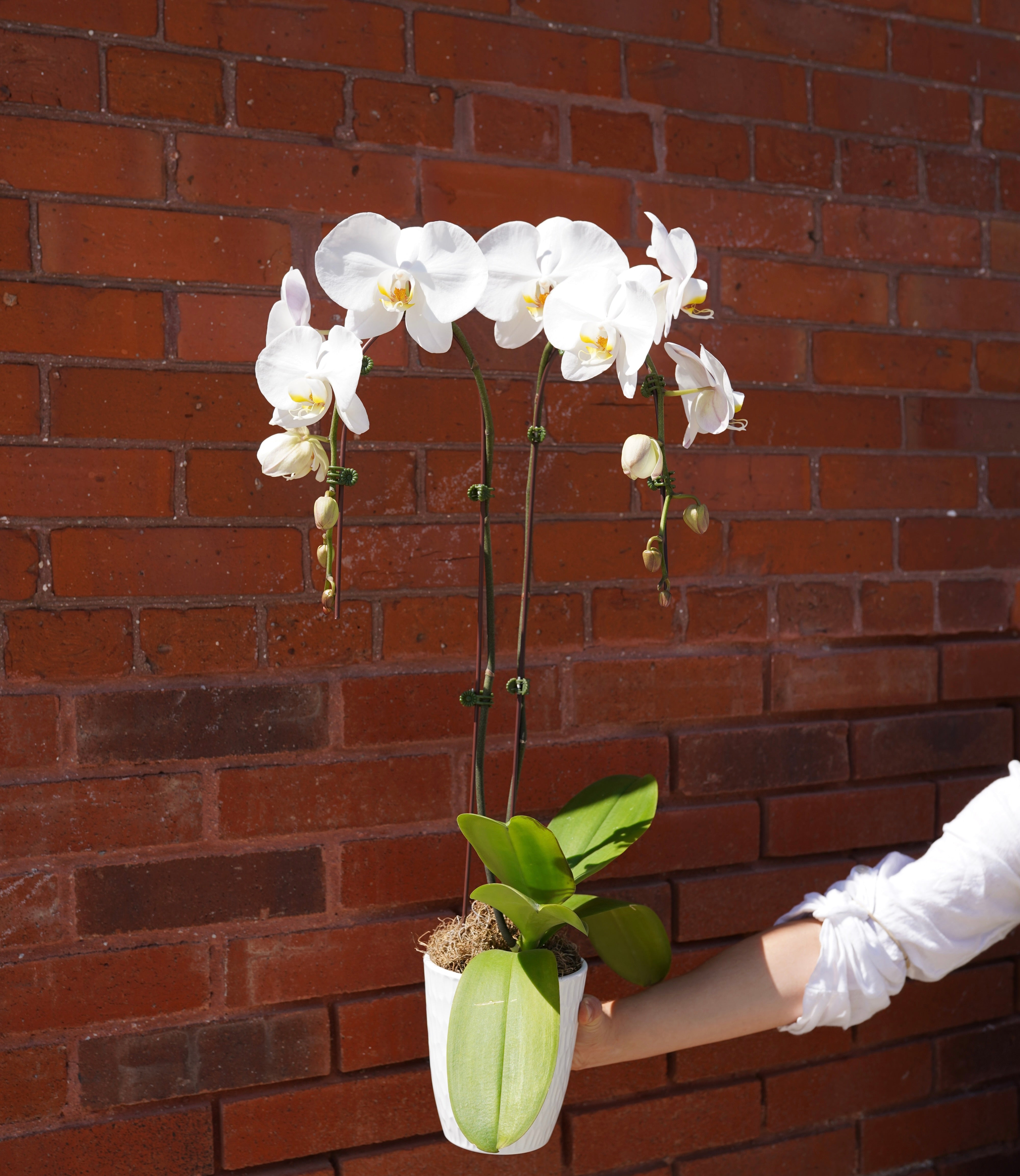 White Orchid Plant