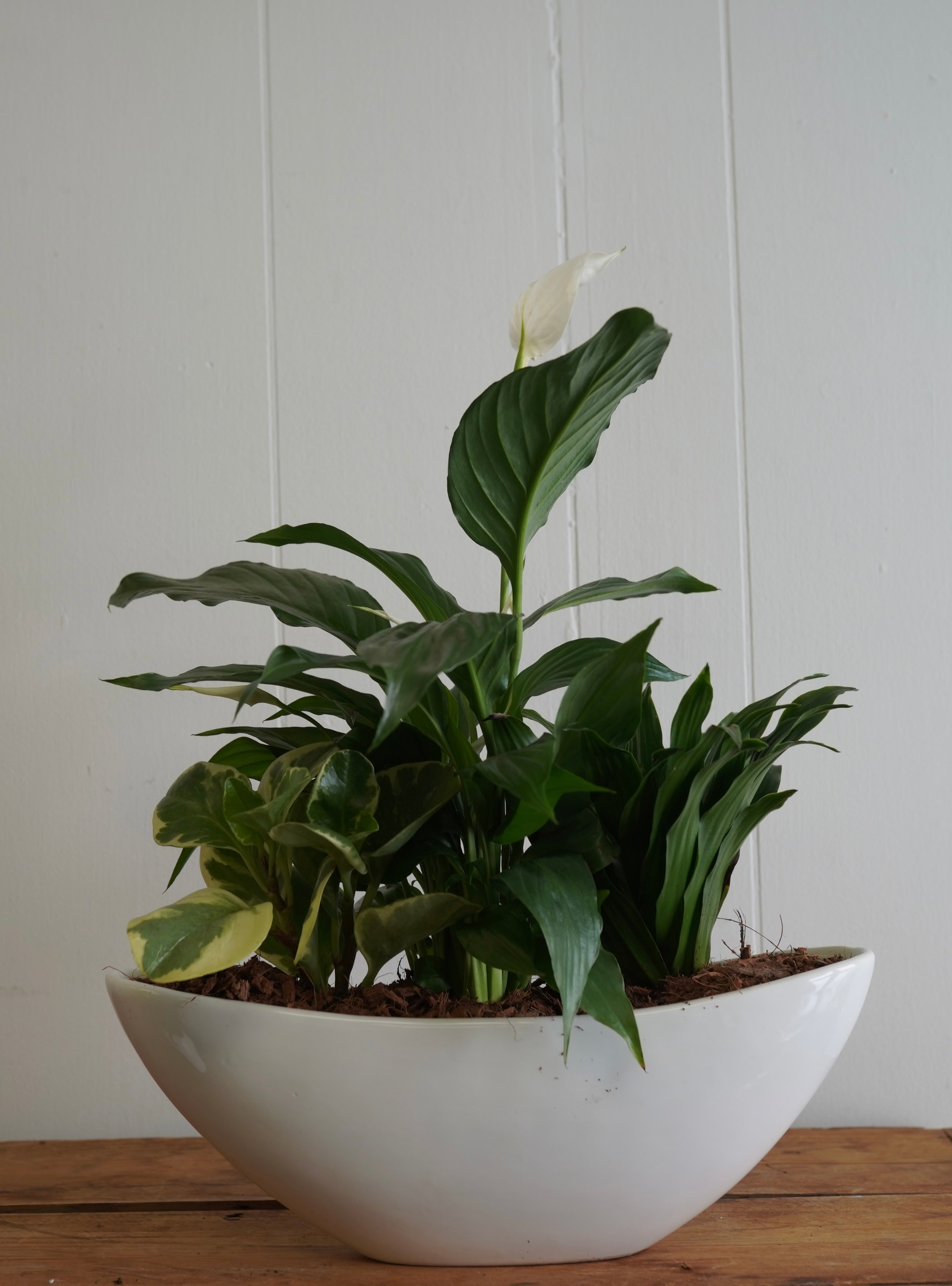 Mixed Tropical Planter