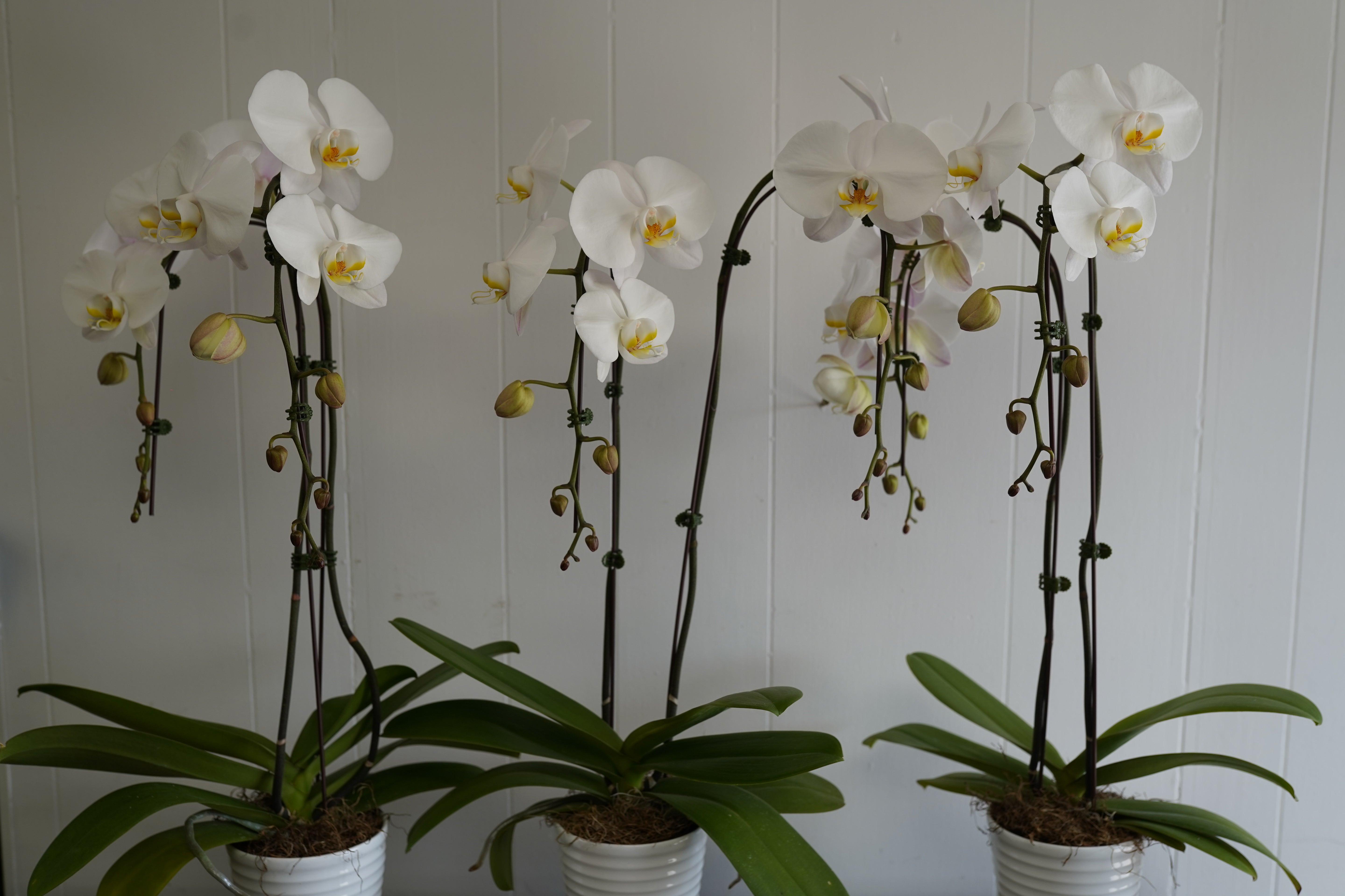 White Orchid Plant